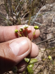 Alepidea natalensis