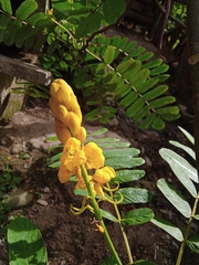 Senna reticulata
