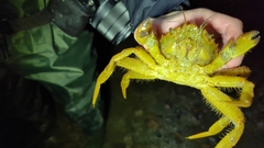 Telmessus cheiragonus