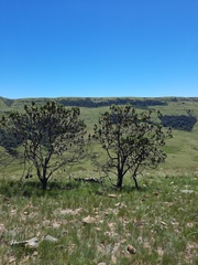Protea roupelliae roupelliae
