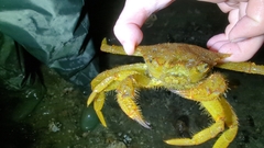 Telmessus cheiragonus