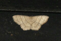 Scopula mecysma