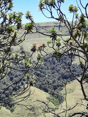 Protea roupelliae roupelliae
