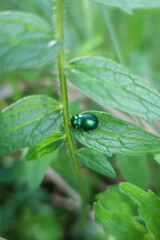 Chrysomelinae