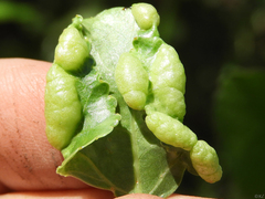 Thecabius populimonilis