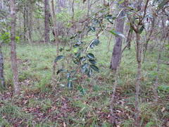 Breynia oblongifolia