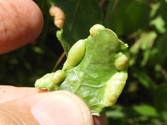 Thecabius populimonilis