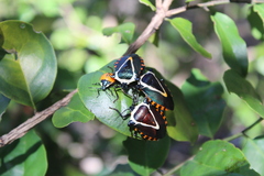 Ramosiana insignis