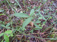 Flemingia parviflora