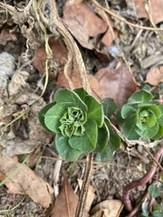 Euphorbia helioscopia