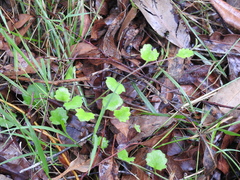 Goodenia rotundifolia