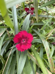 Dianthus chinensis