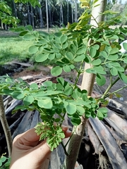 Moringa oleifera