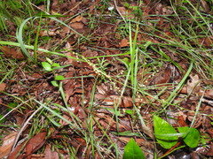 Lomandra laxa