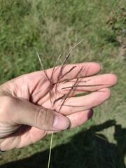 Dichanthium annulatum annulatum