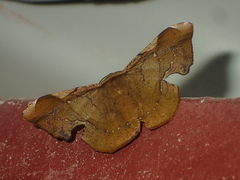 Fascellina castanea