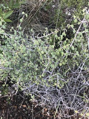 Ceanothus jepsonii