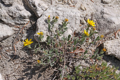 Heterotheca hirsuta