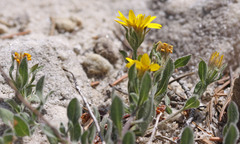 Heterotheca hirsuta