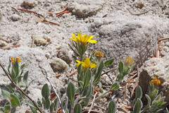Heterotheca hirsuta