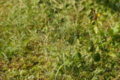 Diplachne fusca