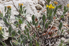 Heterotheca hirsuta