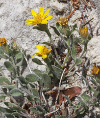 Heterotheca hirsuta