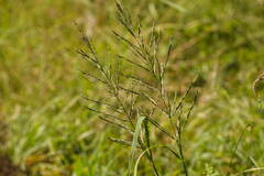 Diplachne fusca