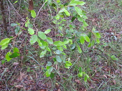 Petalostigma pubescens
