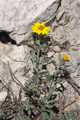 Heterotheca hirsuta