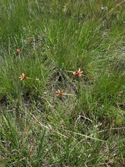 Cyperus sphaerocephalus