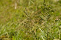 Diplachne fusca