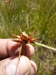 Cyperus sphaerocephalus