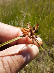 Cyperus sphaerocephalus