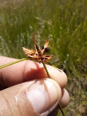 Cyperus sphaerocephalus