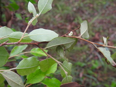 Petalostigma pubescens