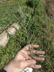 Diplachne fusca