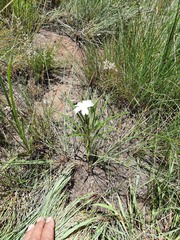 Monsonia