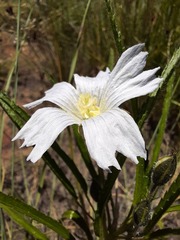 Monsonia