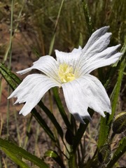 Monsonia