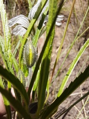 Monsonia
