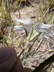 Monsonia