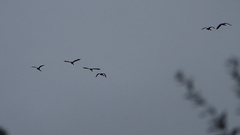 Dendrocygna autumnalis