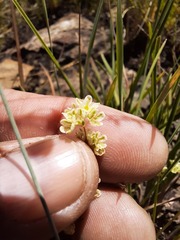 Psammotropha mucronata