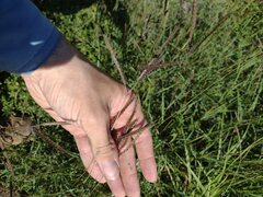 Dichanthium annulatum papillosum