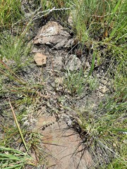 Psammotropha mucronata