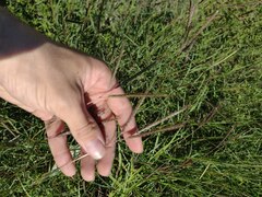 Dichanthium annulatum papillosum