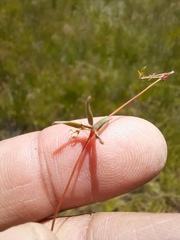 Psammotropha mucronata