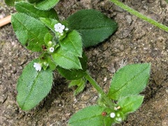 Bothriospermum zeylanicum