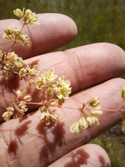 Psammotropha mucronata
